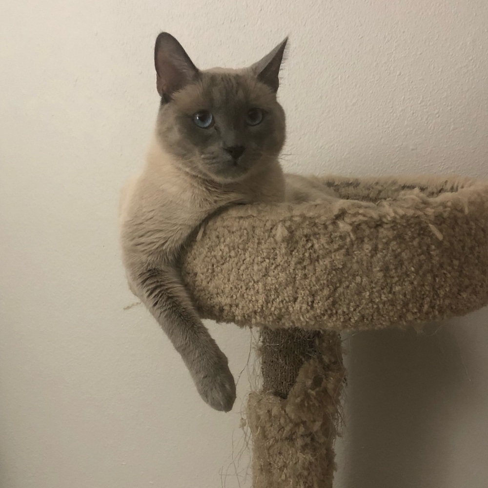 Meet your Posher, Mia-dior